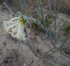 Pimelea octophylla