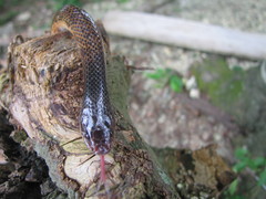 Phimophis guianensis