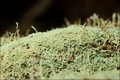 Neophyllis melacarpa