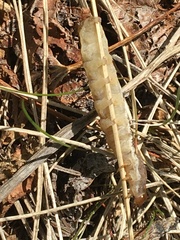 Parastichtis suspecta