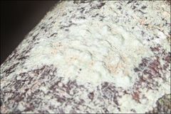 Pertusaria pertractata