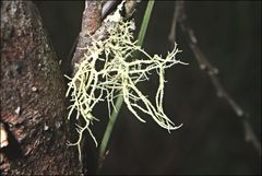 Usnea inermis