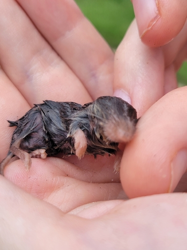 North American Least Shrew observed by cj00101