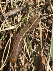 Parastichtis suspecta