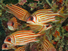 Sargocentron rubrum