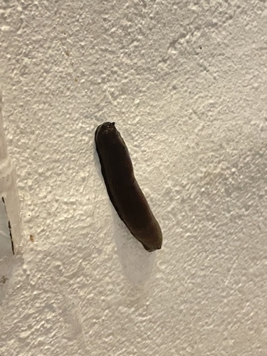 Schwarze Wegschnecke