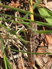 Parastichtis suspecta