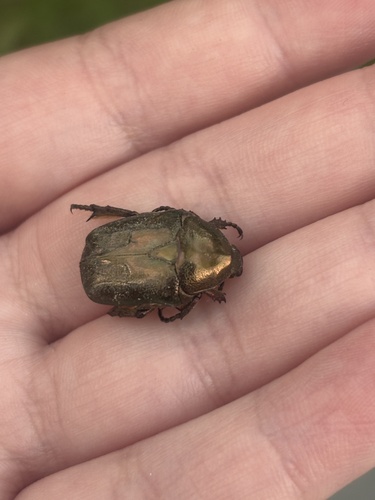 Protaetia fieberi