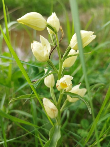 white helleborine