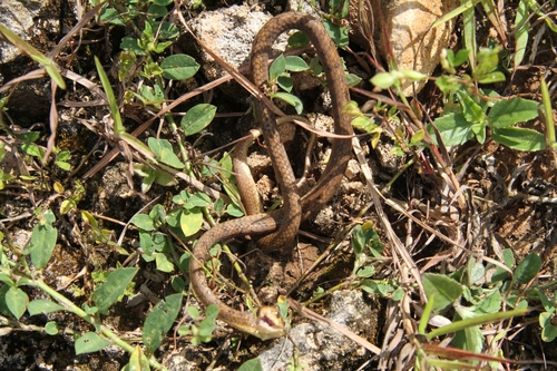 Keeled Slug Snake