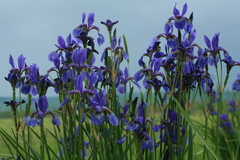 Iris sanguinea