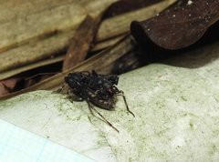 Acanthaspis westermanni