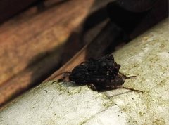 Acanthaspis westermanni