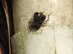 Acanthaspis westermanni