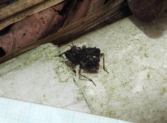 Acanthaspis westermanni