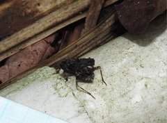 Acanthaspis westermanni