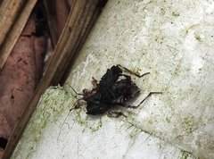 Acanthaspis westermanni