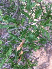 Alectryon diversifolius