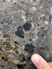 Kyrtuthrix maculans
