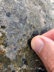 Kyrtuthrix maculans