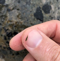 Kyrtuthrix maculans