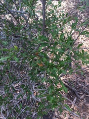 Alectryon diversifolius