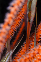 Centriscinae