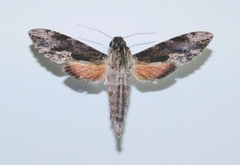 Erinnyis oenotrus