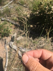 Aristida calycina