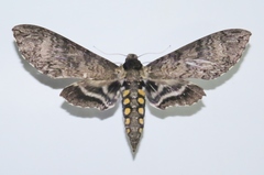Manduca diffissa