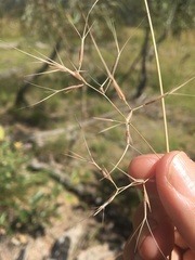 Aristida calycina