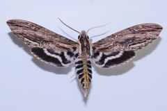 Lintneria merops