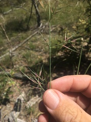 Aristida calycina