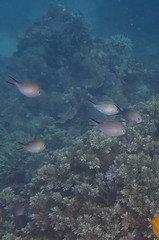 Chromis ternatensis