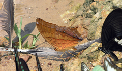 Vindula dejone erotella