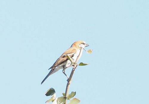 iNaturalist image