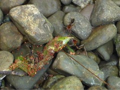 Odontomachus erythrocephalus