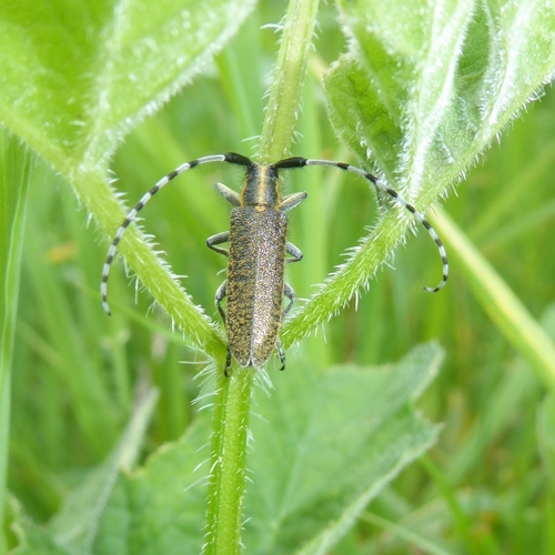 Golden-bloomed Longhorn Beetle