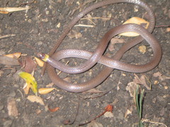 Enulius flavitorques