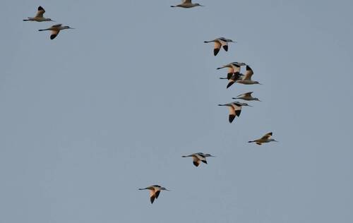 Pied Avocet