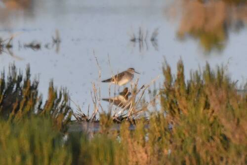 Wood Sandpiper