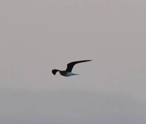 Collared Pratincole