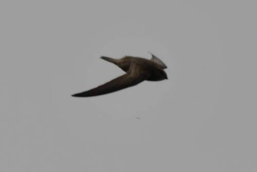 Pallid Swift