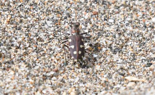 Littoral Tiger Beetle