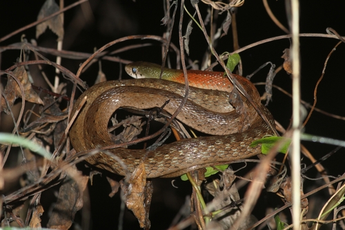 Red-necked Keelback