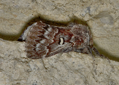 Porela albifinis