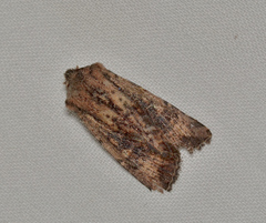 Dasygaster ligniplena