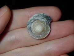 Bellastraea squamifera