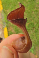 Aristolochia maxima