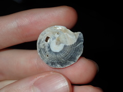 Bellastraea squamifera
